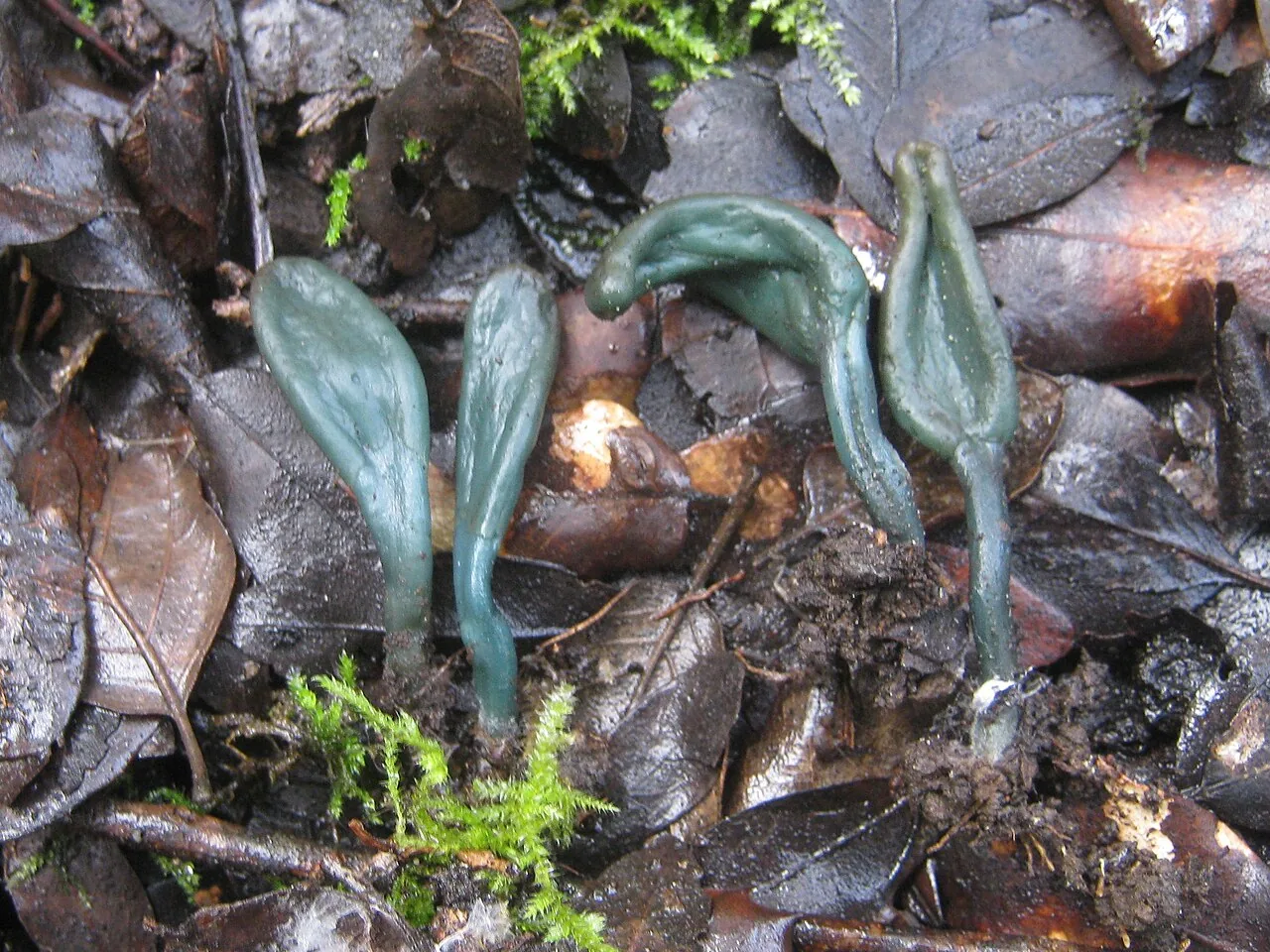 Microglossum lutescens (Microglossum lutescens) — photo mycologique