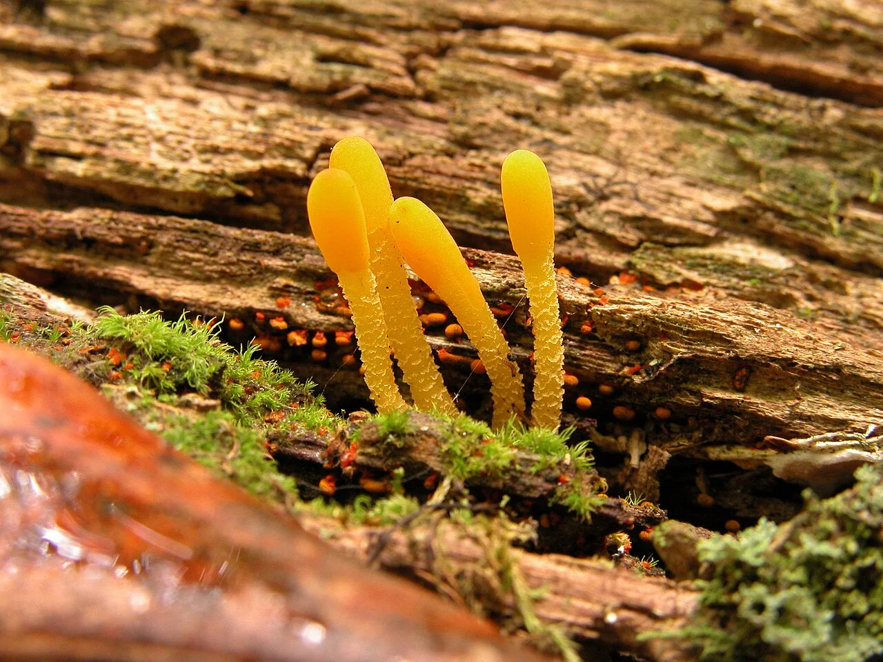 Microglossum rufum (Microglossum rufum) — photo mycologique