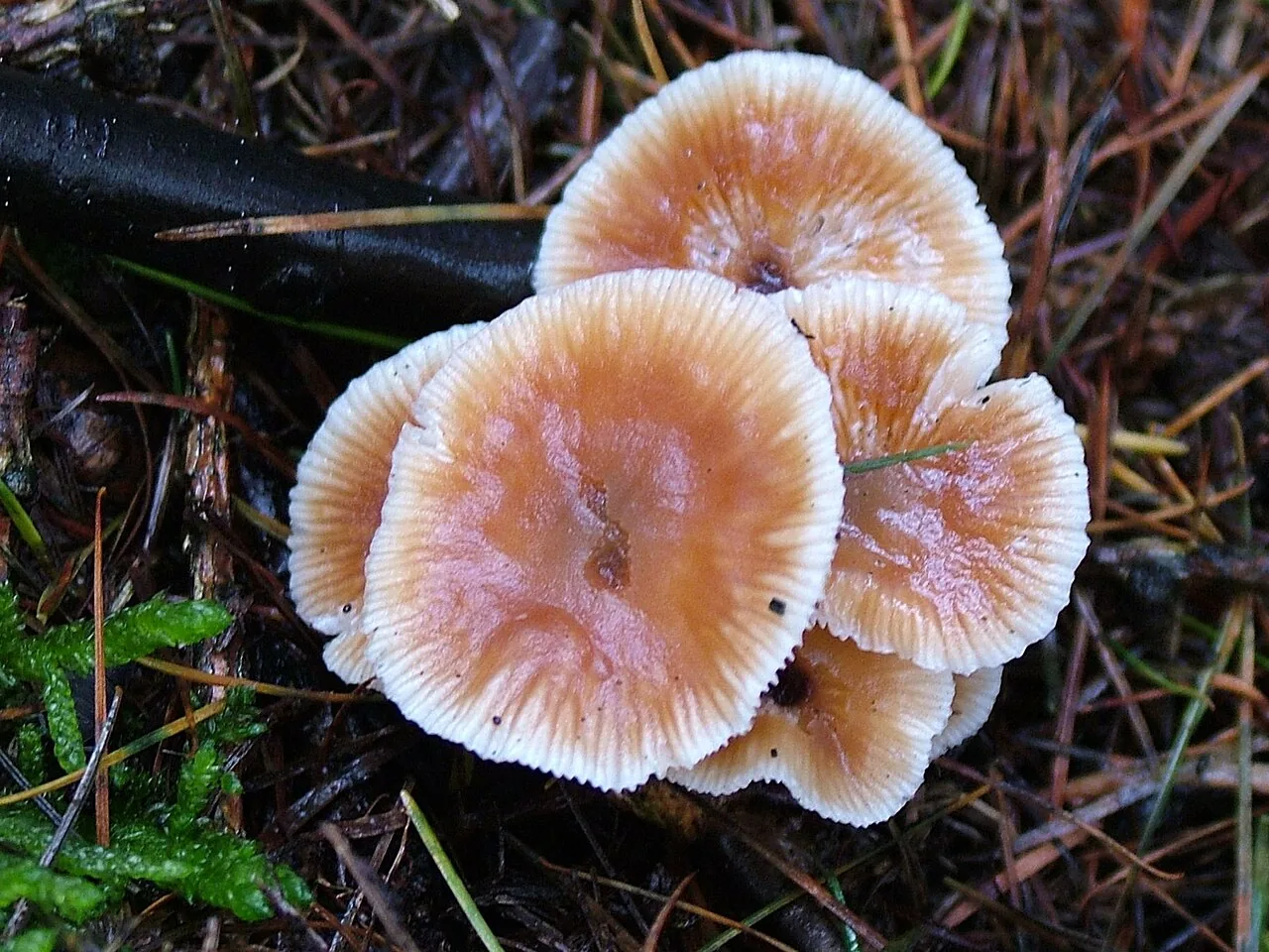 Micromphale mirramirildinum (Micromphale mirramirildinum) — photo mycologique