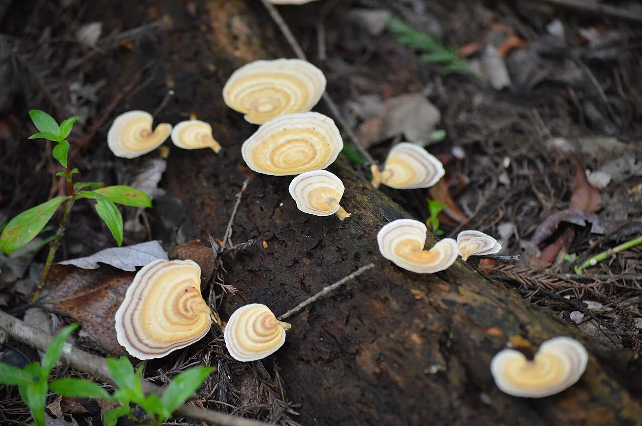 Microporellus brasiliensis (Microporellus brasiliensis) — photo mycologique