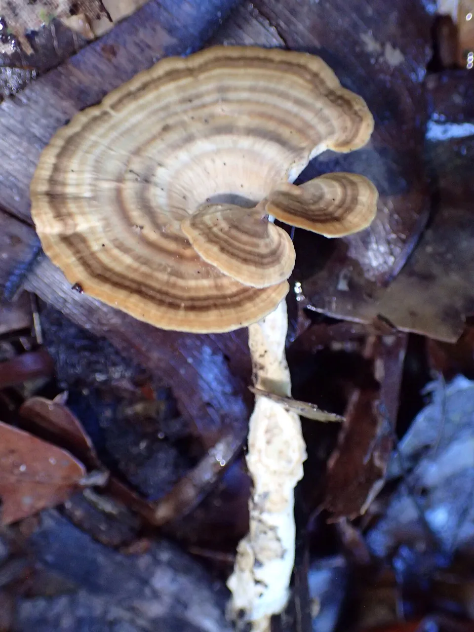 Microporellus dealbatus (Microporellus dealbatus) — photo mycologique