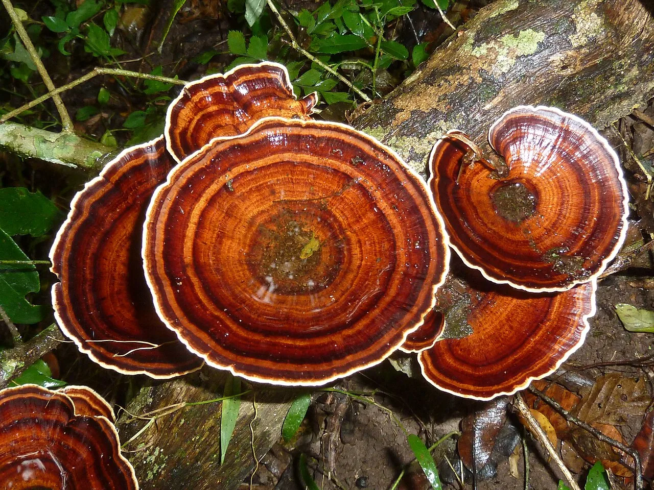Microporus nigroglaber (Microporus nigroglaber) — photo mycologique