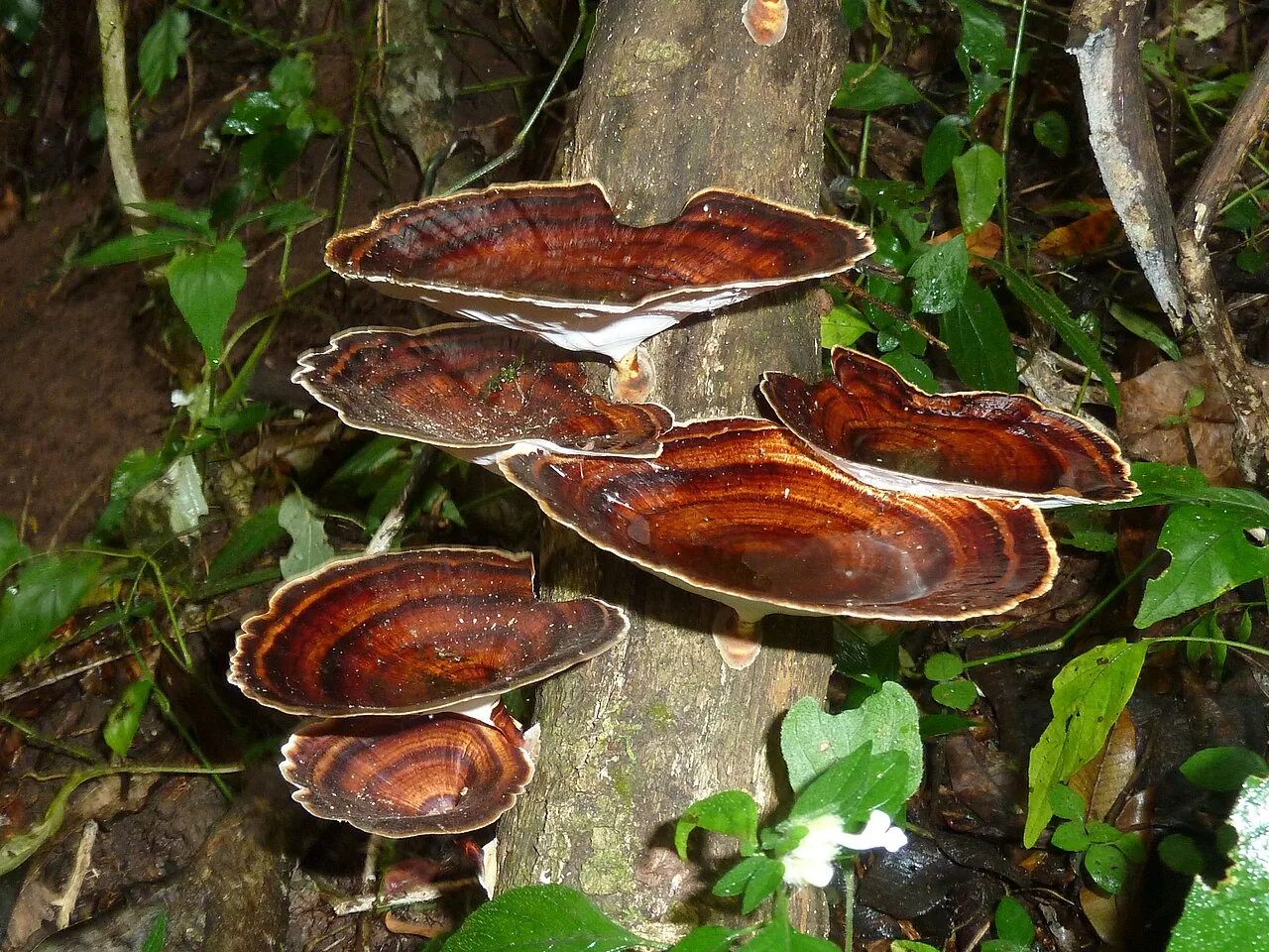 Microporus xanthopus (Microporus xanthopus) — photo mycologique