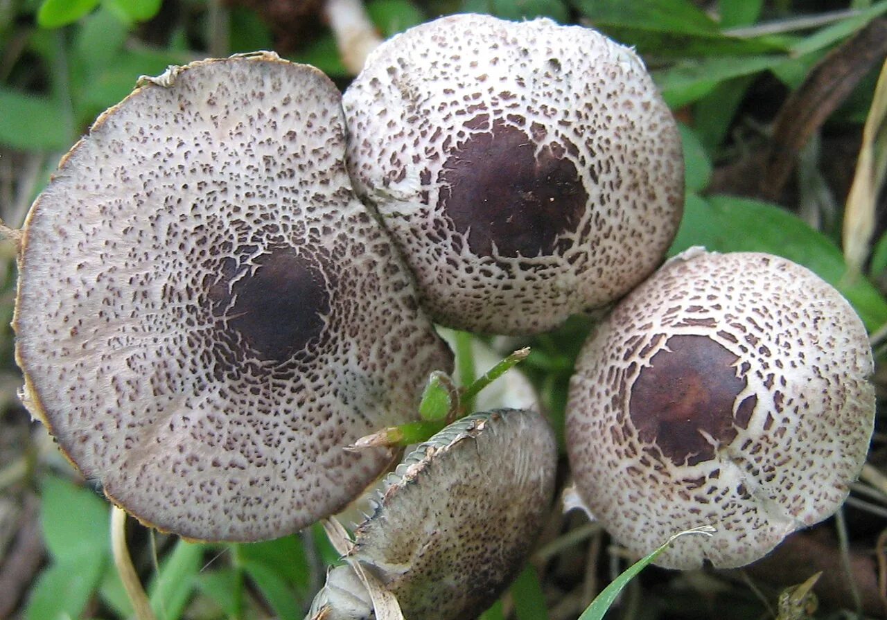 Micropsalliota bifida (Micropsalliota bifida) — photo mycologique
