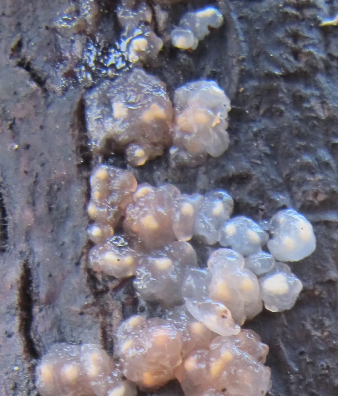 Microsebacina microbasidia (Microsebacina microbasidia) — photo mycologique
