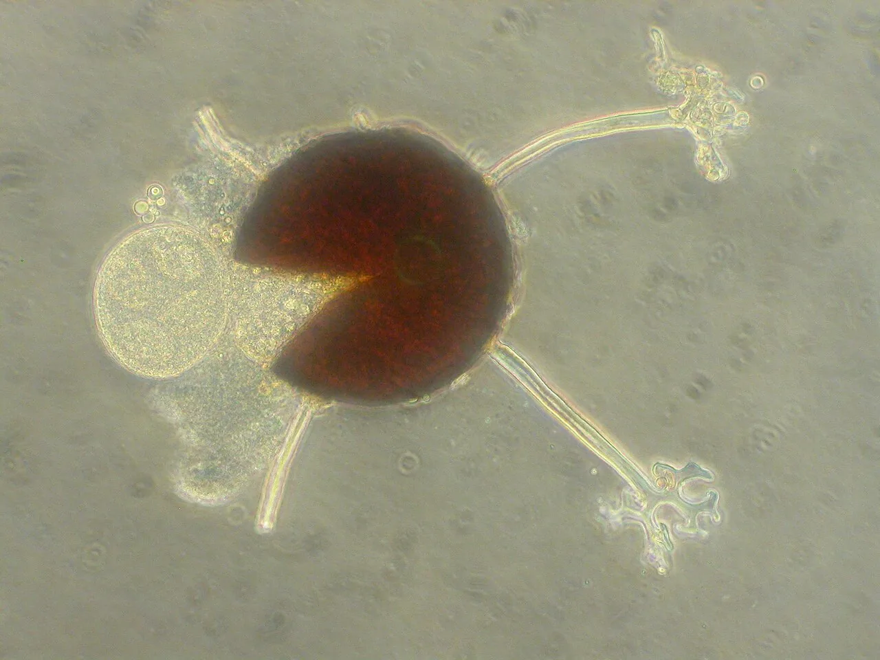 Microsphaera rubi (Microsphaera rubi) — photo mycologique
