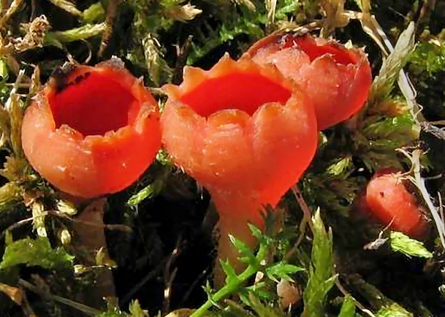 Microstoma protractum (Microstoma protractum) — photo mycologique