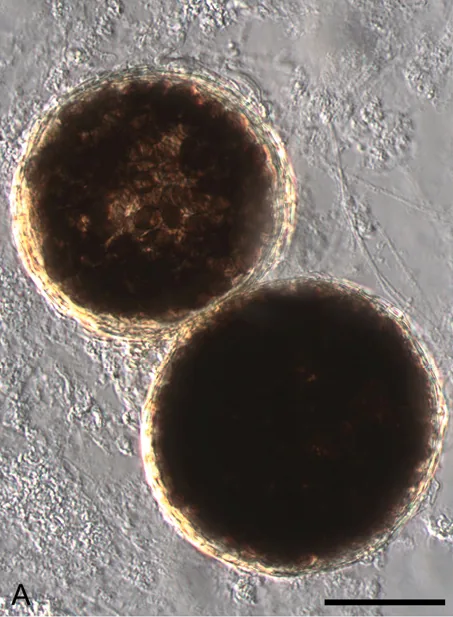 Microthecium levitum (Microthecium levitum) — photo mycologique