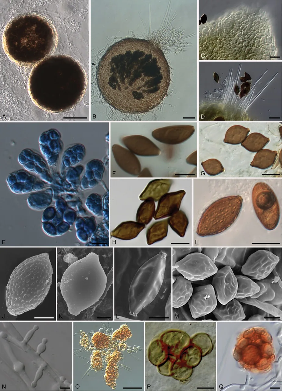 Microthecium moreaui (Microthecium moreaui) — photo mycologique