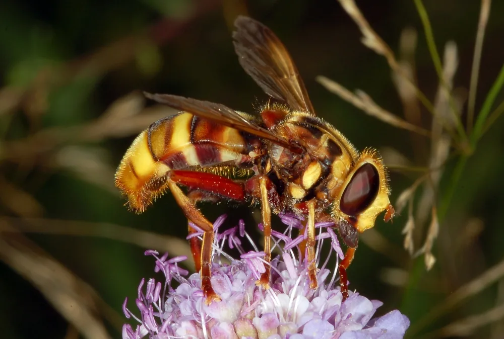 Milesia acuta (Milesia acuta) — photo mycologique
