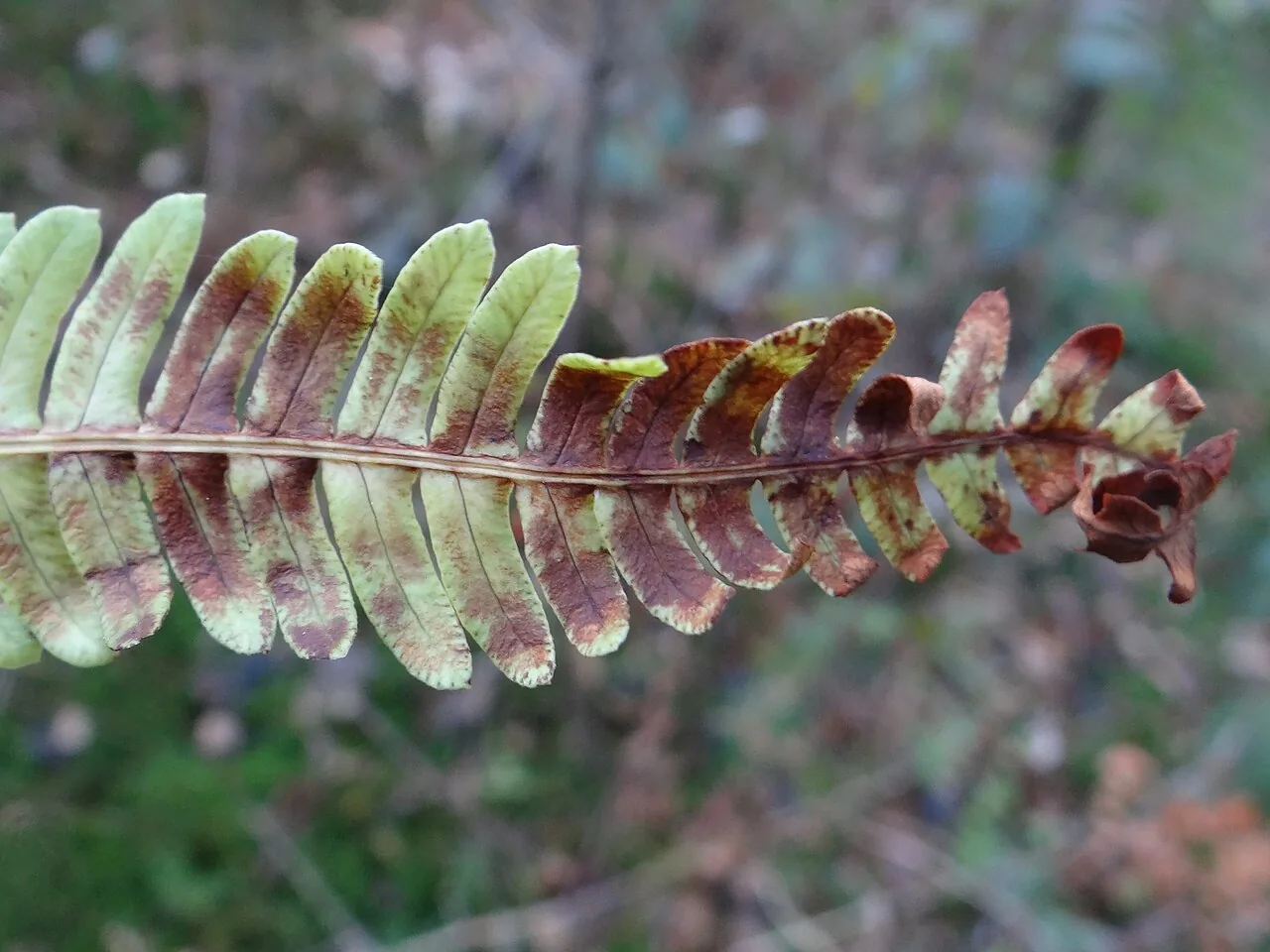 Milesina blechni (Milesina blechni) — photo mycologique