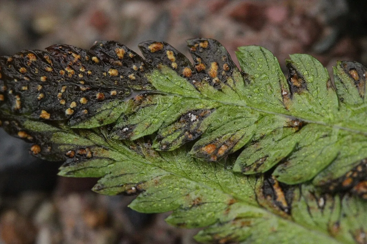 Milesina kriegeriana (Milesina kriegeriana) — photo mycologique
