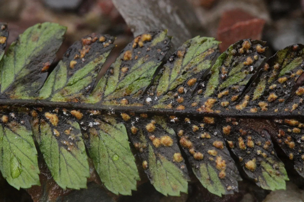 Milesina pteridis (Milesina pteridis) — photo mycologique