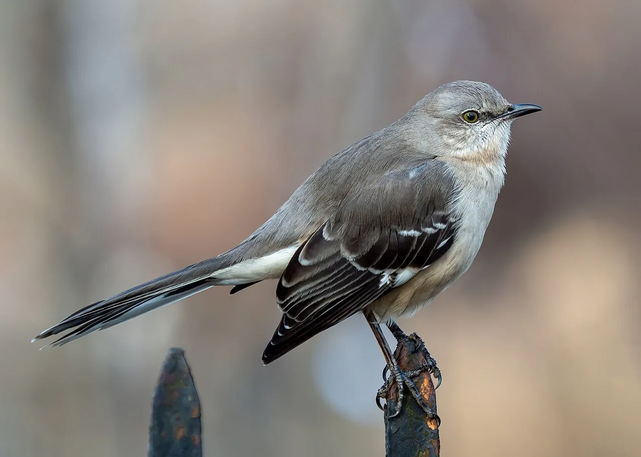 Moqueur polyglotte (Mimus polyglottos) — photo vertébré