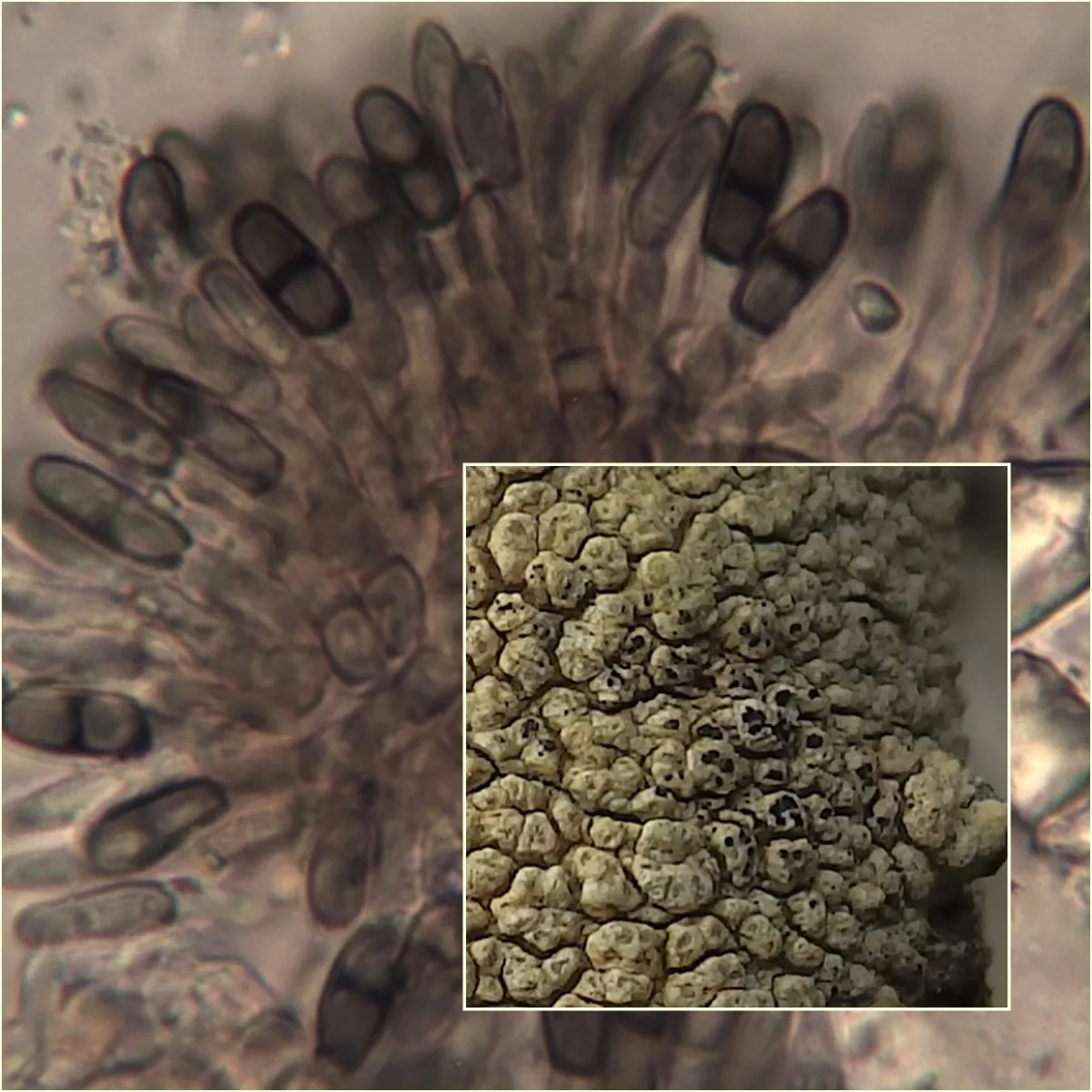 Minutoexcipula calatayudii (Minutoexcipula calatayudii) — photo mycologique