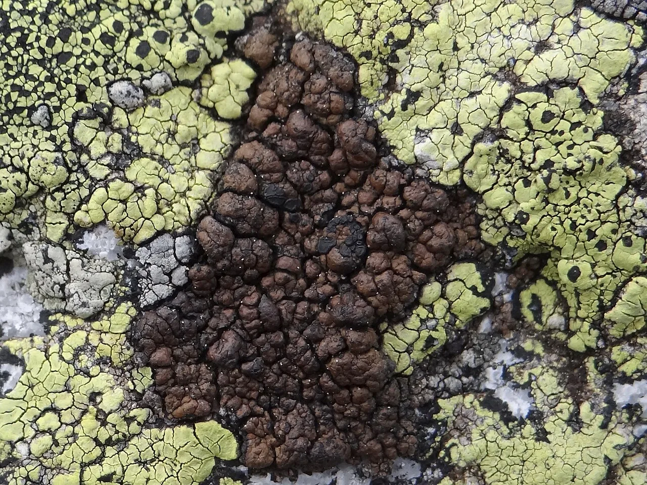 Miriquidica garovaglii (Miriquidica garovaglii) — photo mycologique