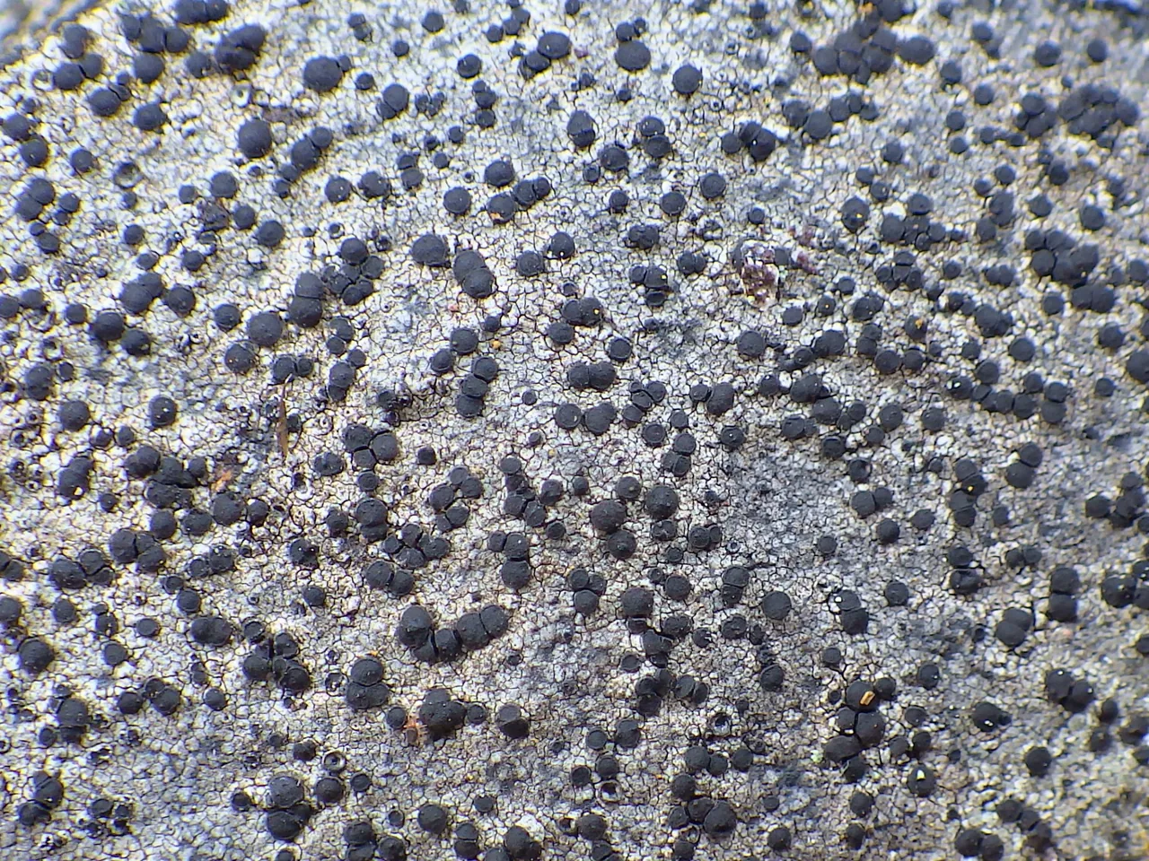 Mischoblastia vezdae (Mischoblastia vezdae) — photo mycologique