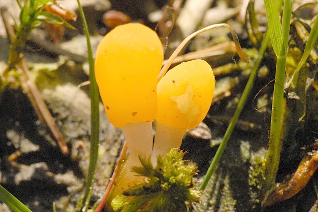 Mitrula luteola (Mitrula luteola) — photo mycologique