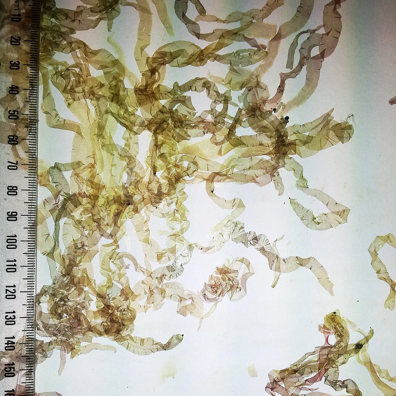 Miuraea degenerans (Miuraea degenerans) — photo mycologique