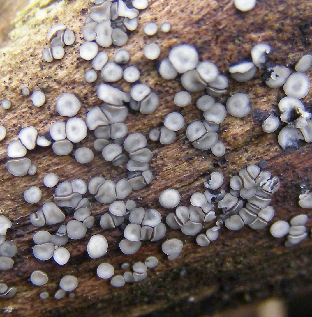 Mollisia citrinuloides (Mollisia citrinuloides) — photo mycologique