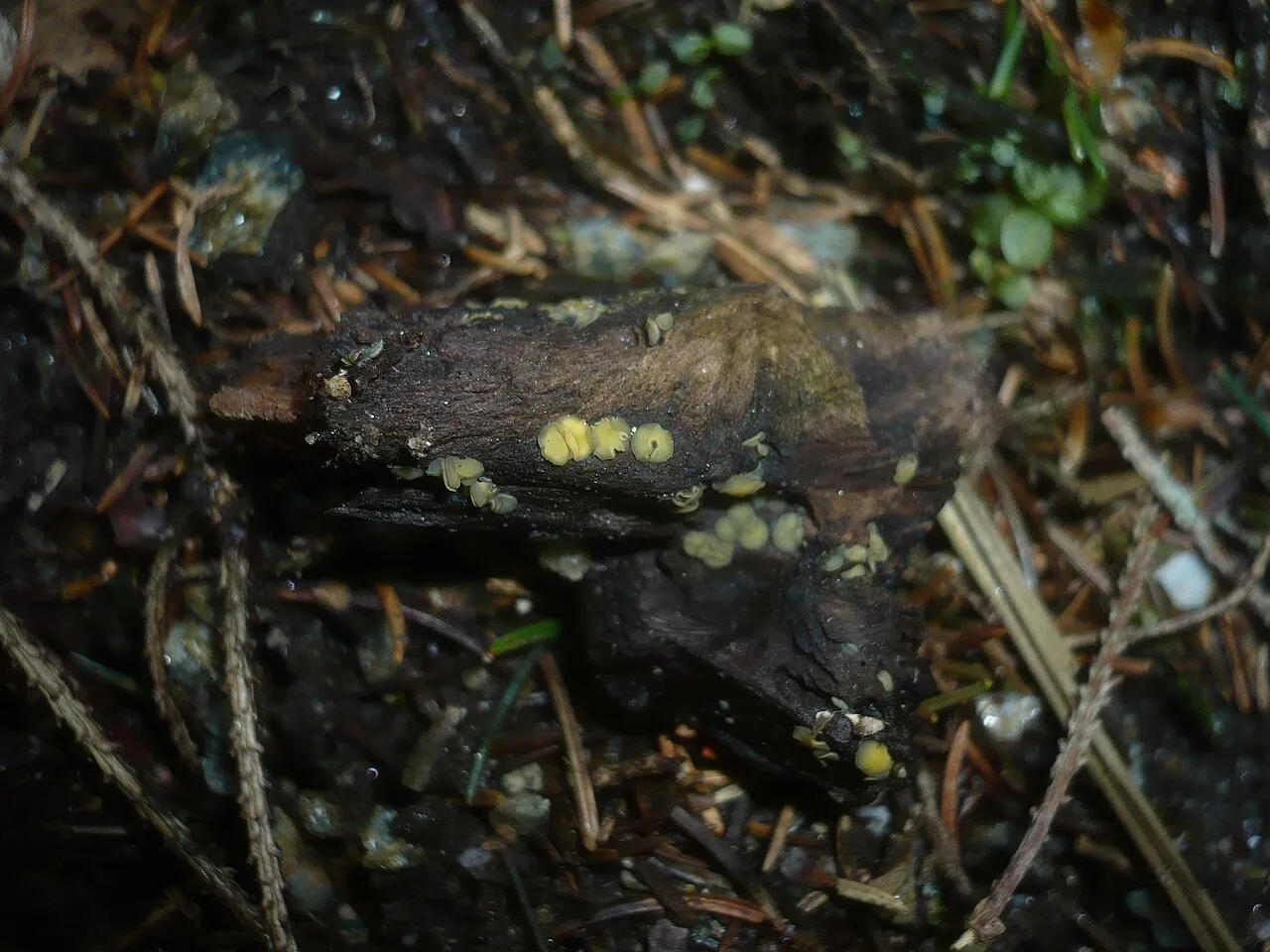 Mollisia ventosa (Mollisia ventosa) — photo mycologique
