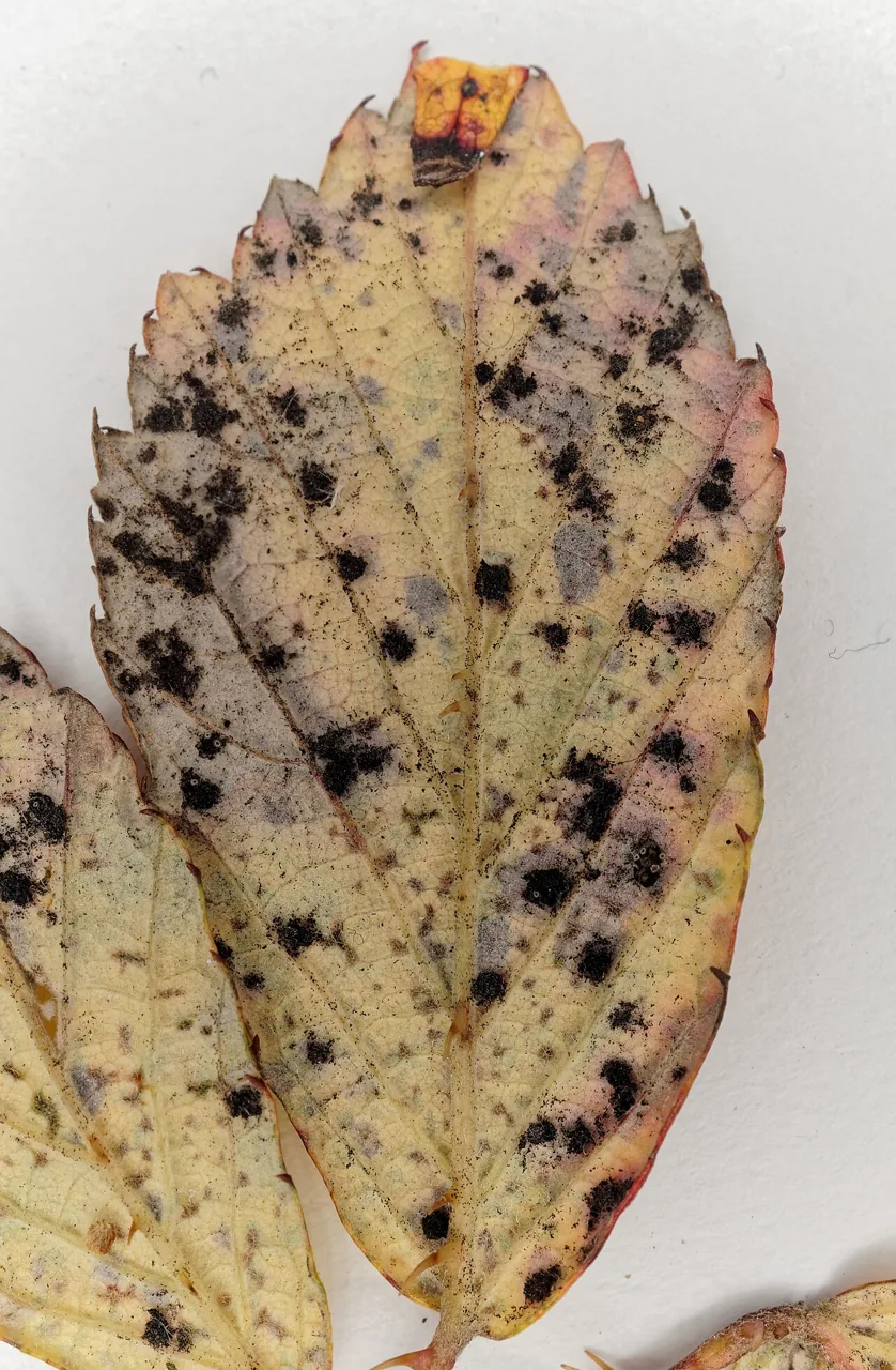 Mollisina oedema (Mollisina oedema) — photo mycologique