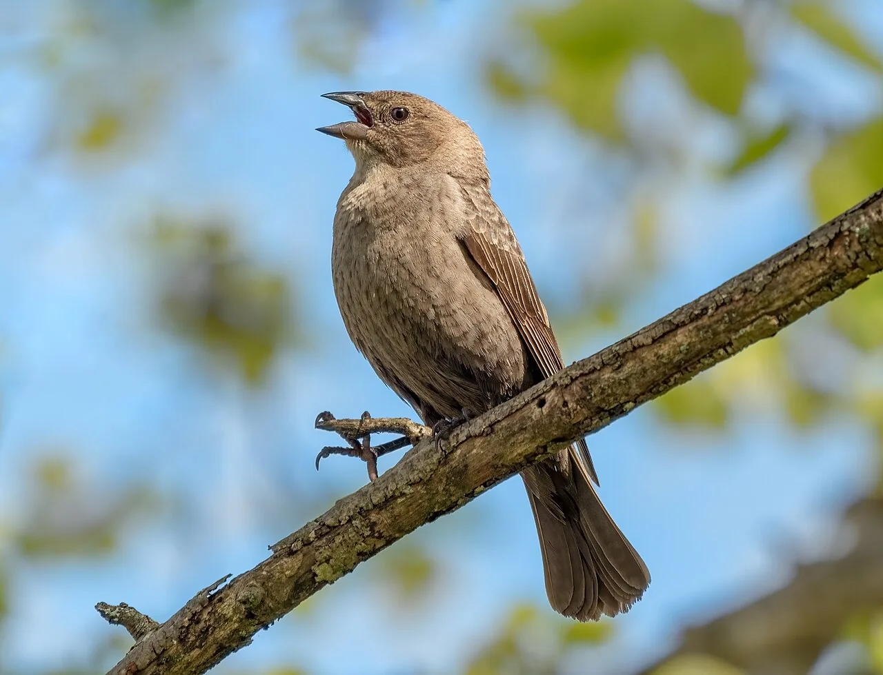 Vacher à tête brune (Molothrus ater) — photo vertébré