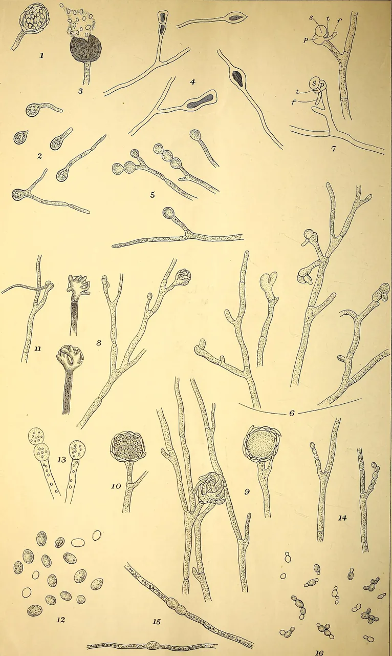 Monascus eremophilus (Monascus eremophilus) — photo mycologique
