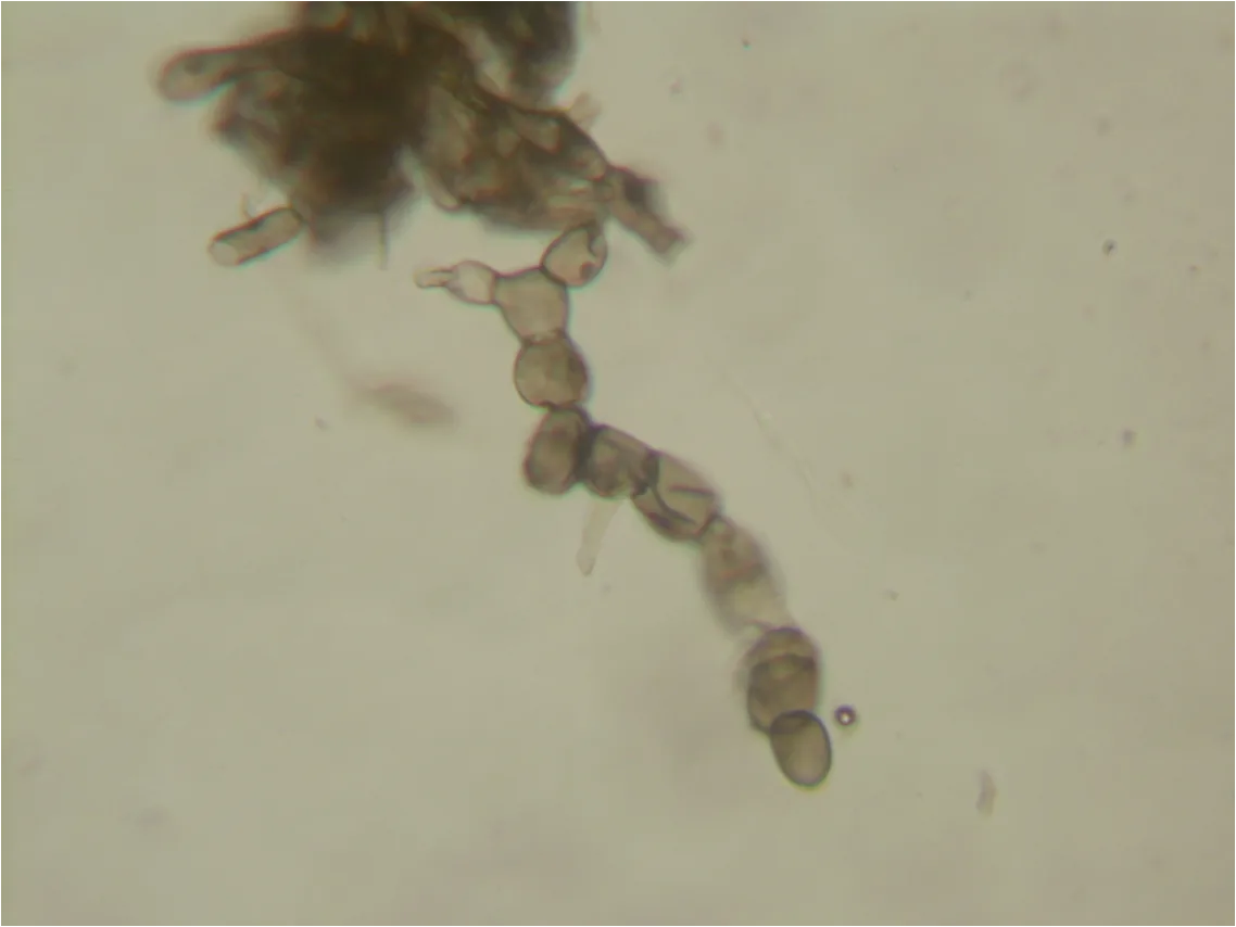 Monilinia empetri (Monilinia empetri) — photo mycologique