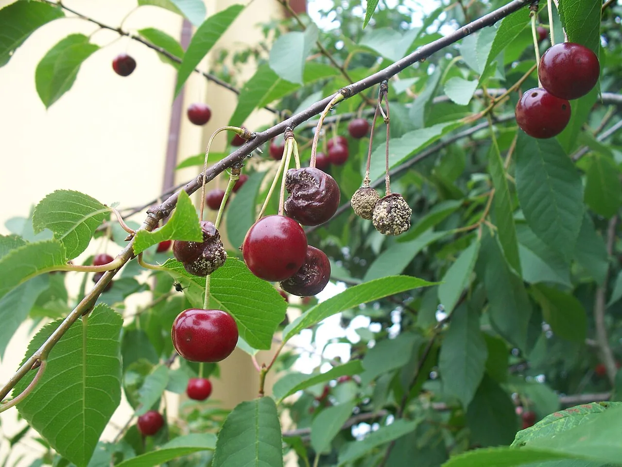 Monilinia laxa (Monilinia laxa) — photo mycologique