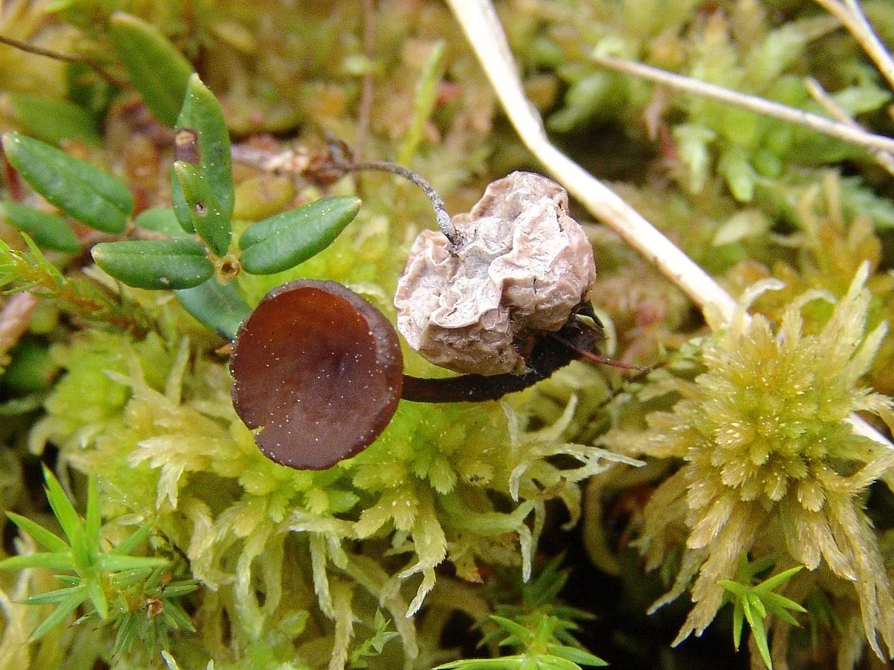 Monilinia oxycocci (Monilinia oxycocci) — photo mycologique