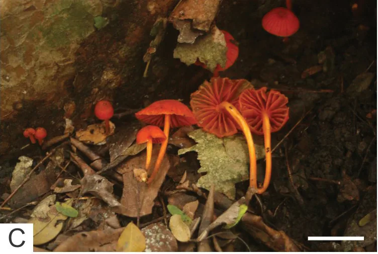 Moniliophthora ticoi (Moniliophthora ticoi) — photo mycologique