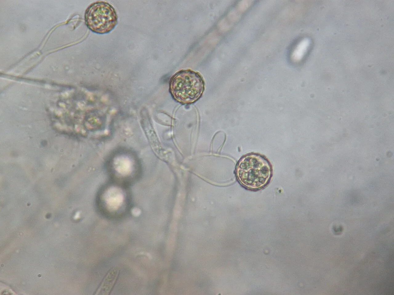 Monoblepharis ovigera (Monoblepharis ovigera) — photo mycologique