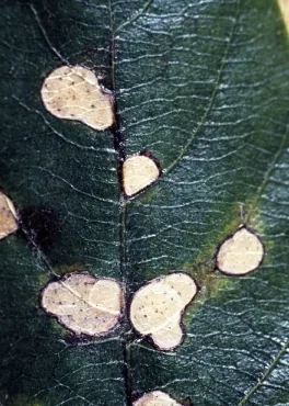 Monochaetia compta (Monochaetia compta) — photo mycologique