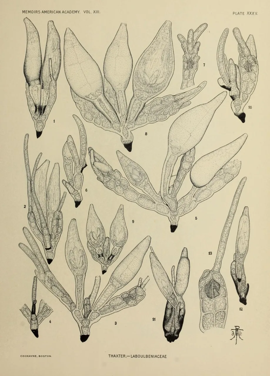Monoicomyces reboleirae (Monoicomyces reboleirae) — photo mycologique