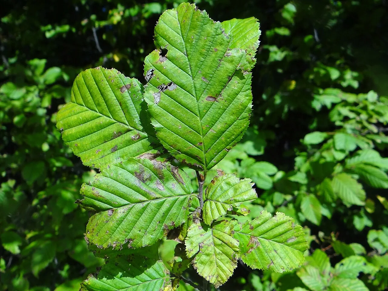 Monostichella robergei (Monostichella robergei) — photo mycologique
