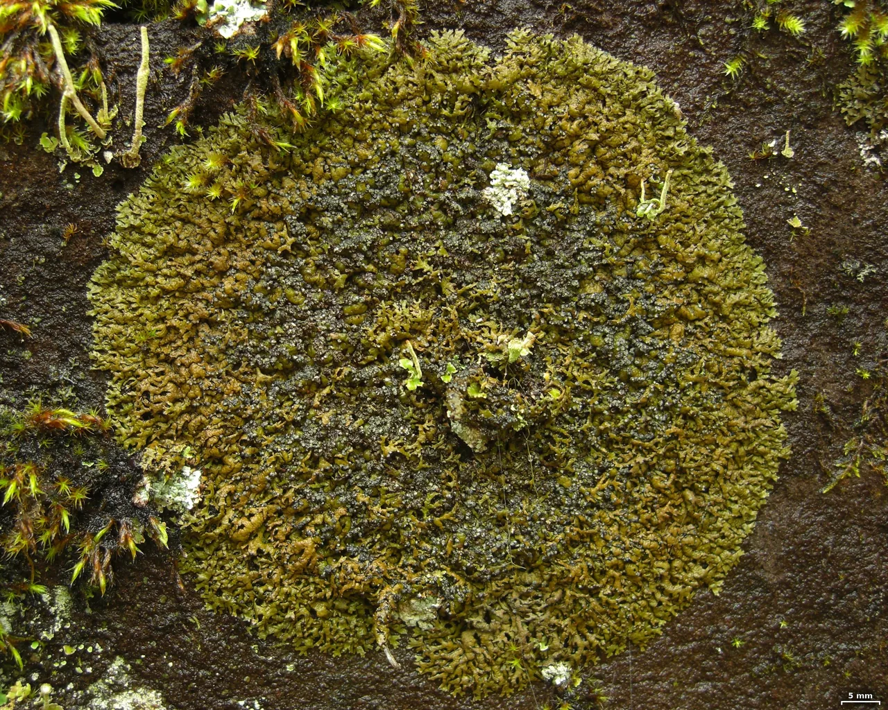 Montanelia sorediata (Montanelia sorediata) — photo mycologique