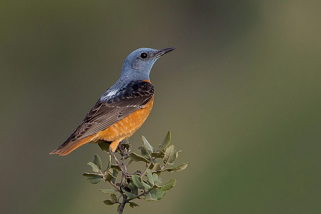 Monticola elongata (Monticola elongata) — photo mycologique