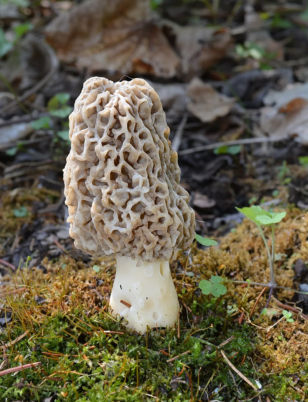 Morchella americana (Morchella americana) — photo mycologique