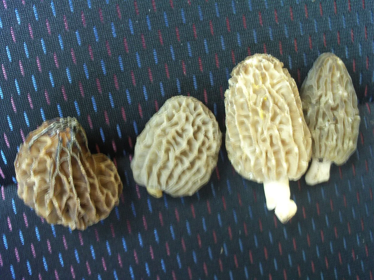 Morchella deliciosa (Morchella deliciosa) — photo mycologique