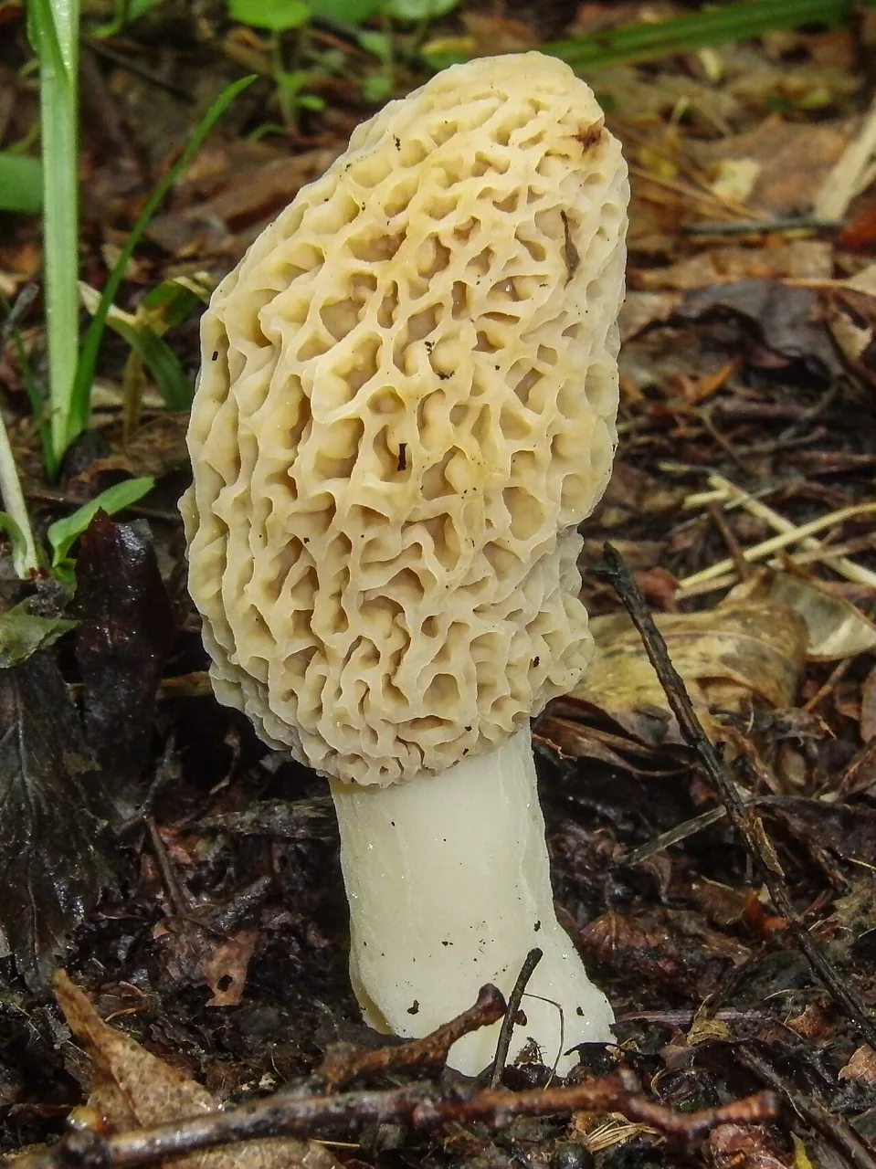 Morchella esculentoides (Morchella esculentoides) — photo mycologique
