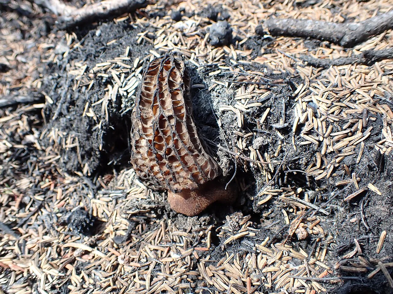 Morchella exuberans (Morchella exuberans) — photo mycologique