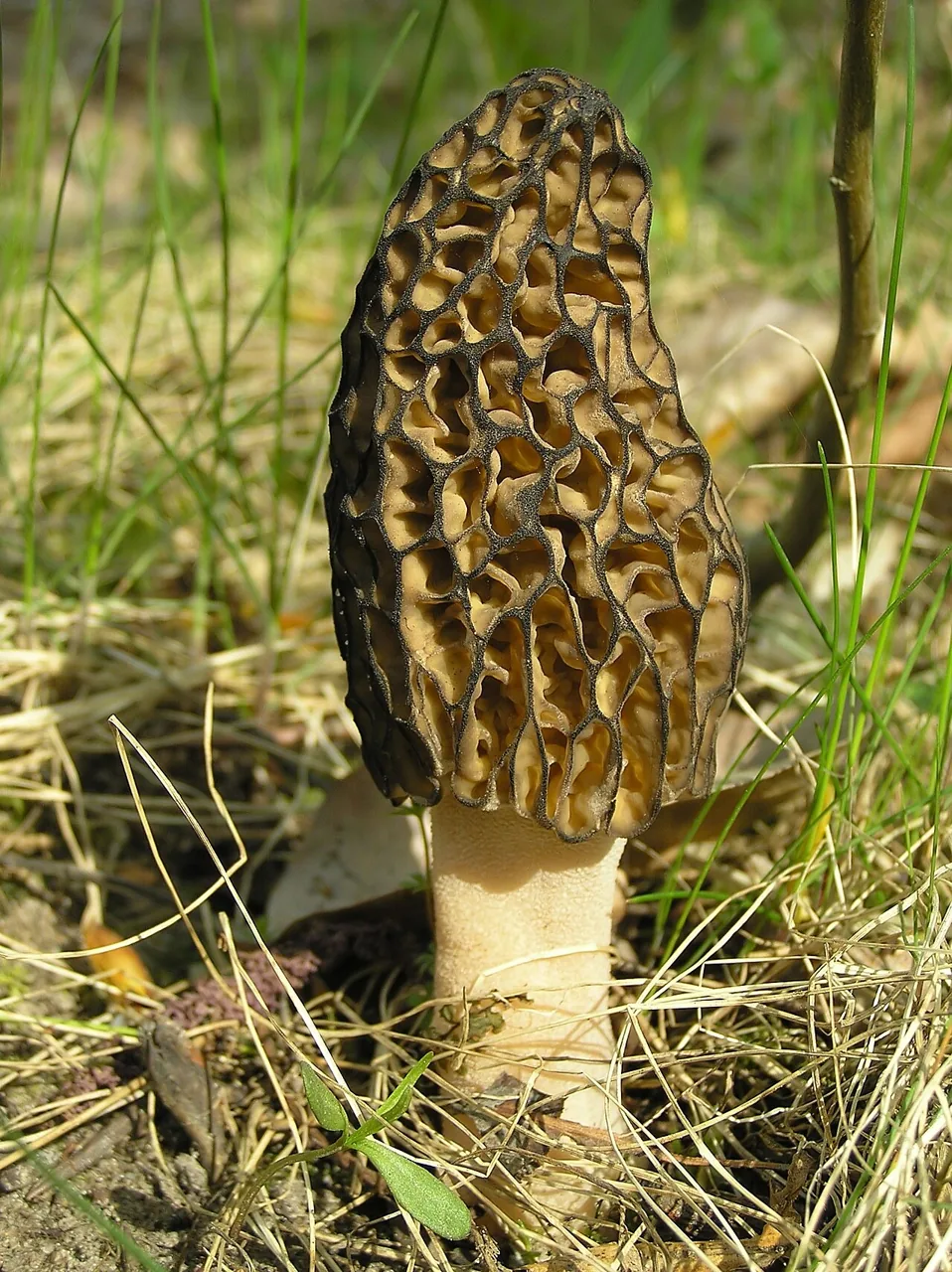 Morchella herediana (Morchella herediana) — photo mycologique