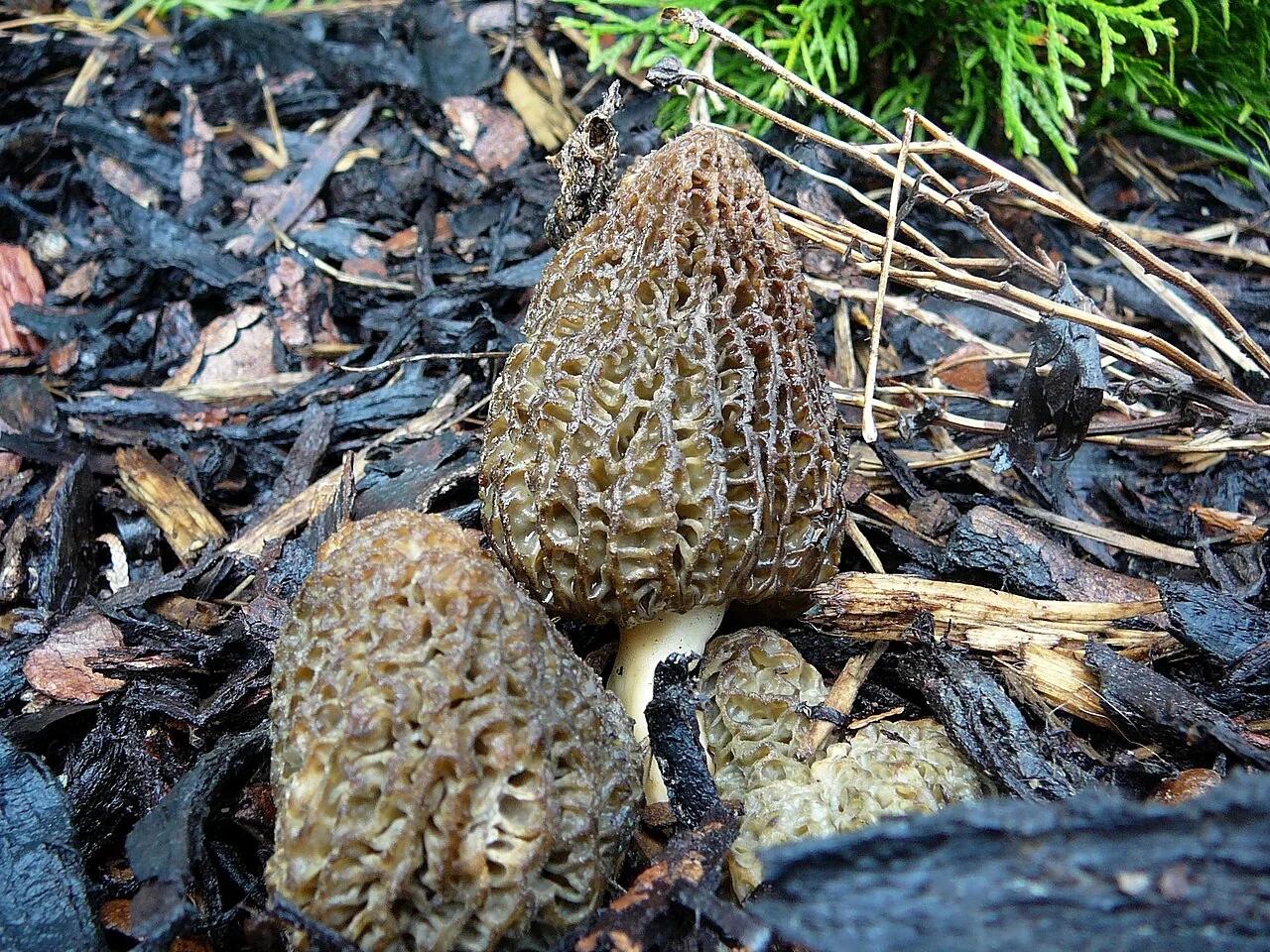 Morchella hortensis (Morchella hortensis) — photo mycologique
