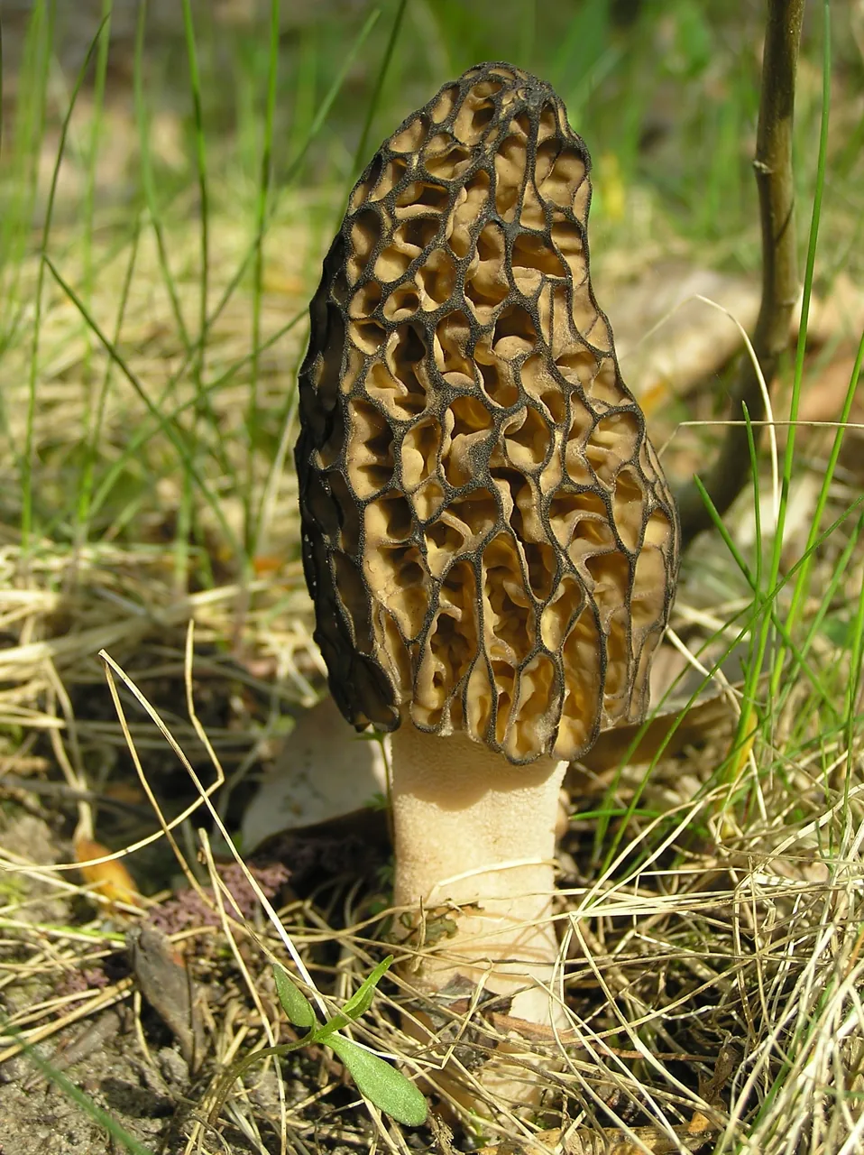 Morchella inamoena (Morchella inamoena) — photo mycologique