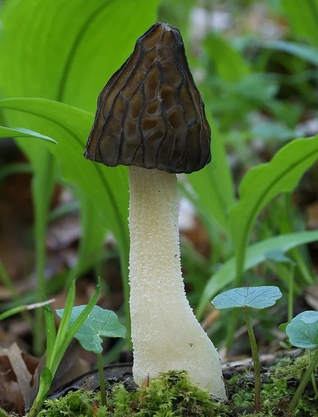 Morchella patula (Morchella patula) — photo mycologique