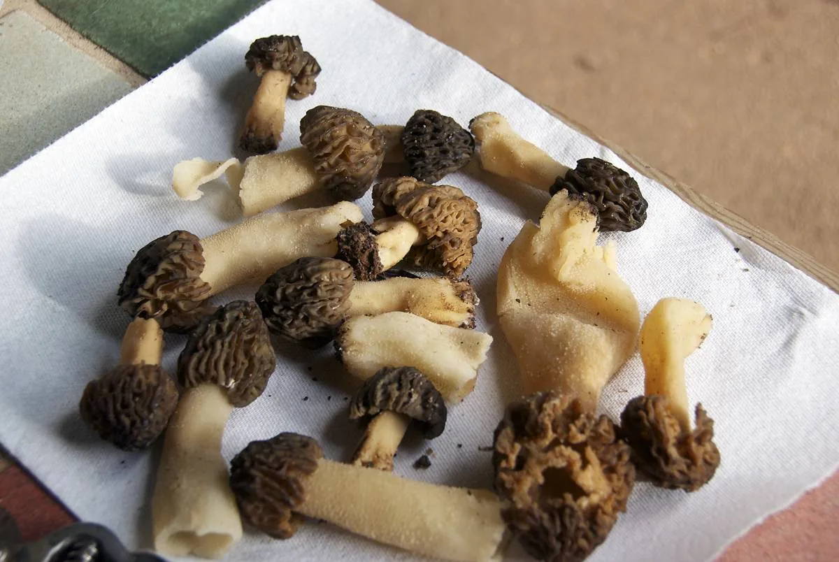 Morchella populiphila (Morchella populiphila) — photo mycologique