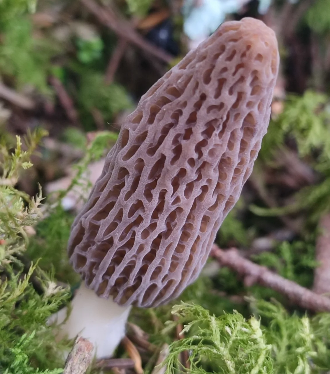 Morchella purpurascens (Morchella purpurascens) — photo mycologique