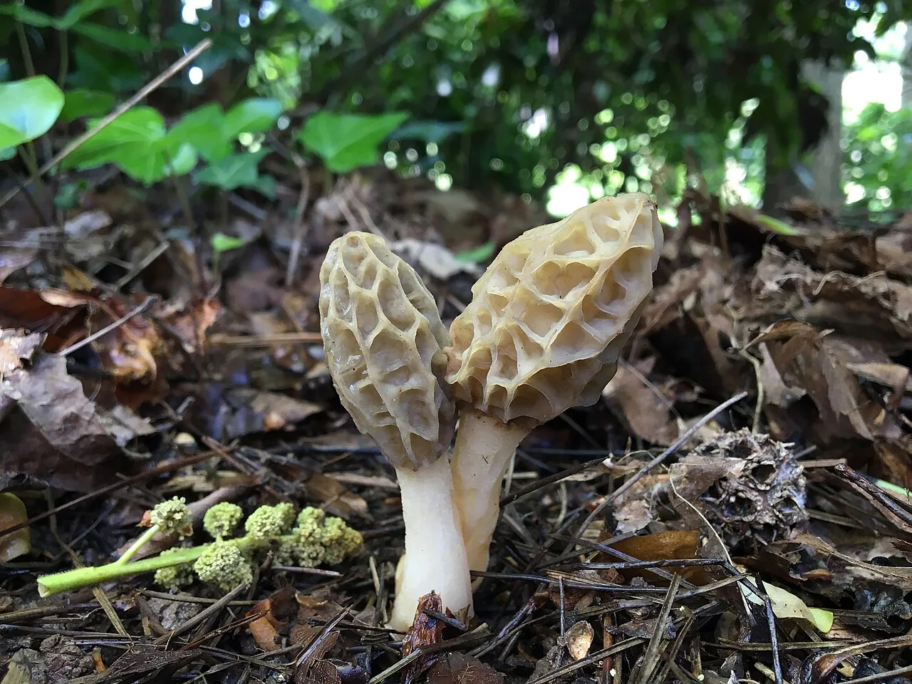 Morchella sceptriformis (Morchella sceptriformis) — photo mycologique