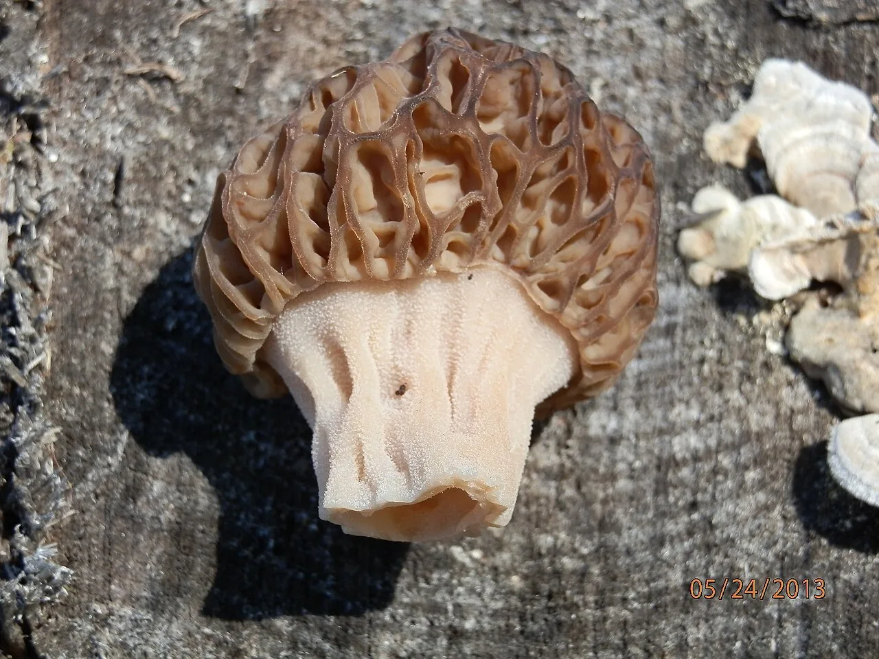 Morchella septentrionalis (Morchella septentrionalis) — photo mycologique